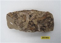 藏品(蟲管化石)的圖片